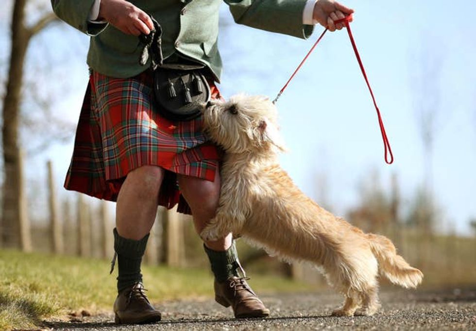 Greyfriars Bobby may have been a different breed of dog, book suggests ...