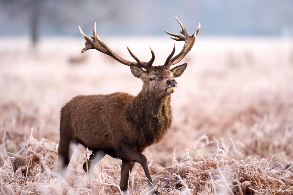 In Pictures: Animals brave the snow and ice as cold snap continues