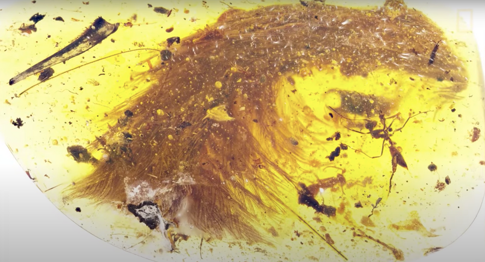 Scientist discovers dinosaur tail preserved in amber at a marketplace