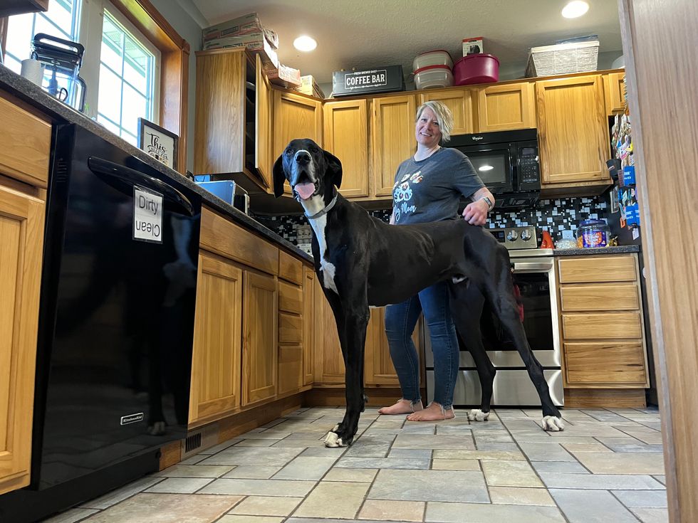 ‘Gentle giant’ great Dane achieves world record for being tallest dog ...