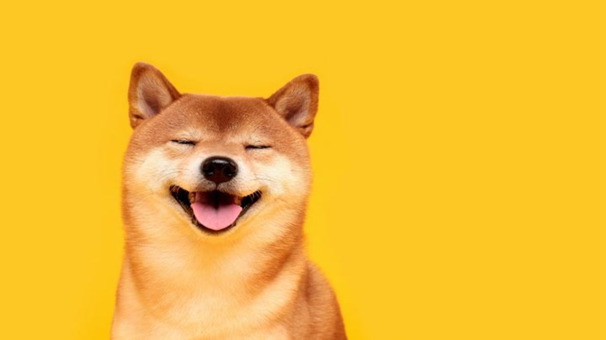 Kabosu, dog famous for the Doge meme, dies aged 18