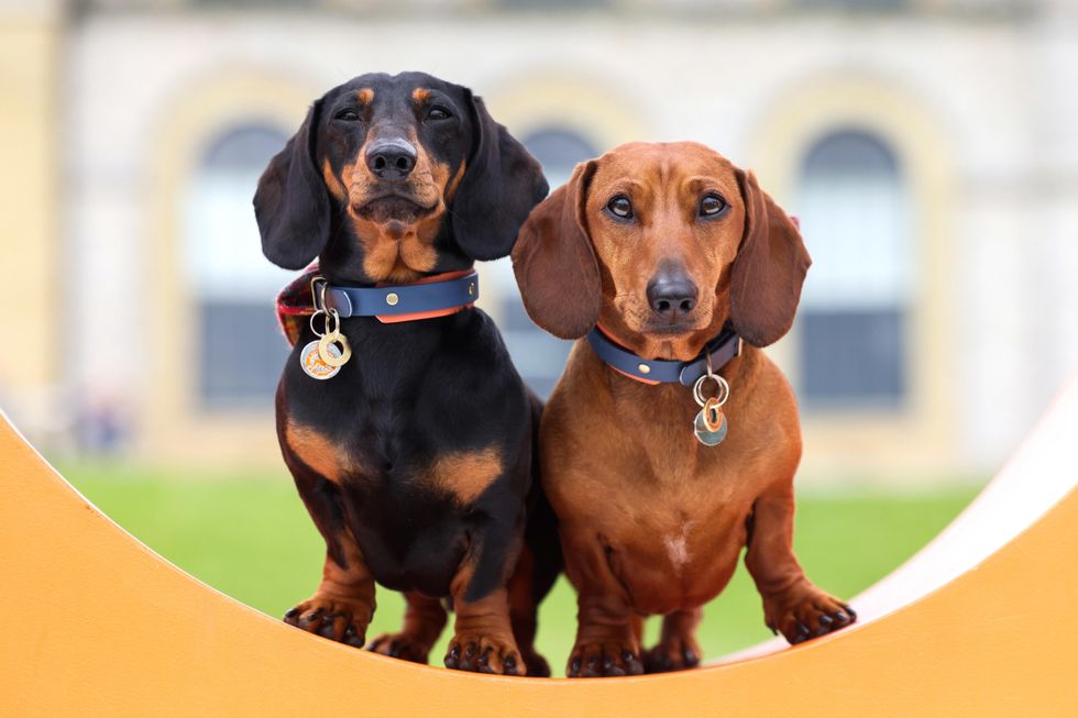 In Pictures: Dogs enjoy day out with their owners at annual Goodwoof event