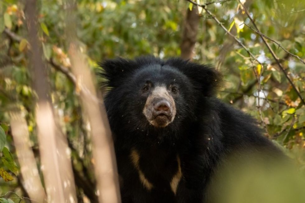 Former home of giant pandas to be turned into habitat for sloth bears