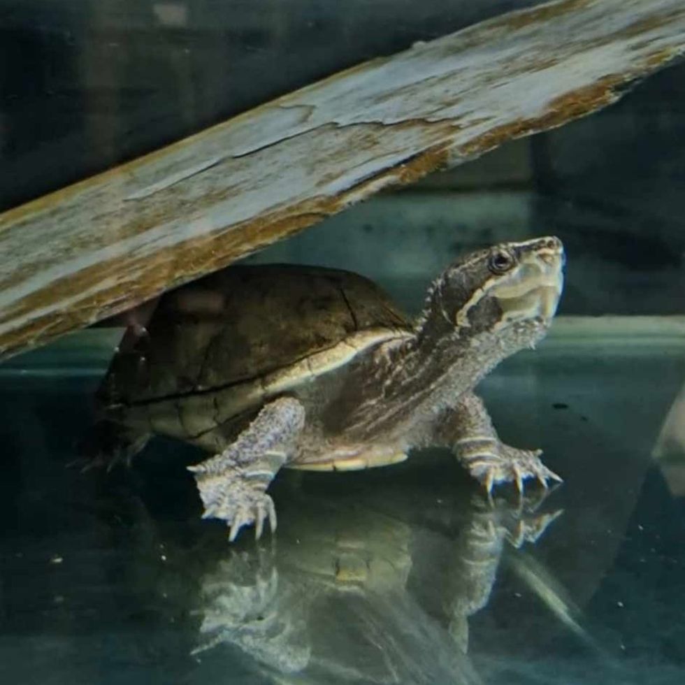 Elon the musk turtle rehomed by RSPCA after record 1,579 days