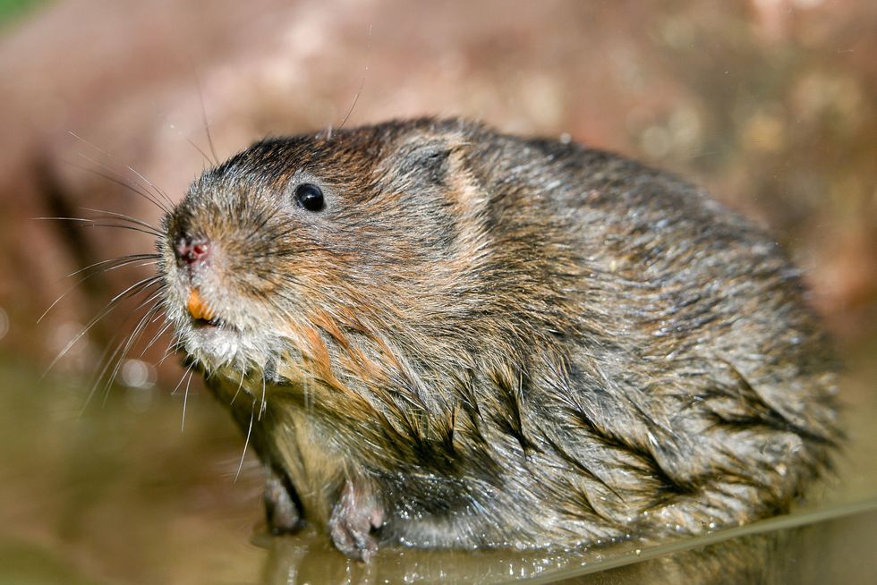 Beavers pave way for return of endangered water voles to Scottish rainforest