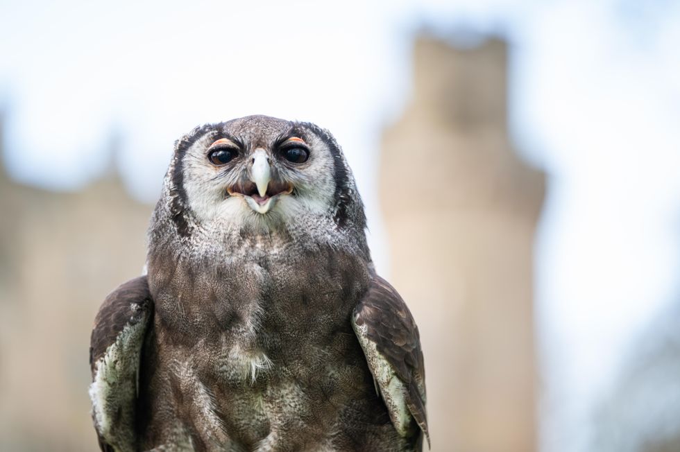 He’s a hoot: Owl retiring after three decades at Warwick Castle