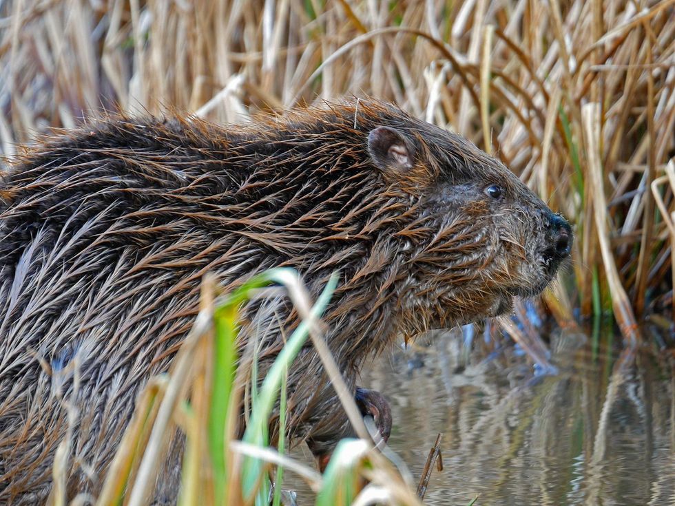 Signs of beavers living by Dorset river confirmed by wildlife trust