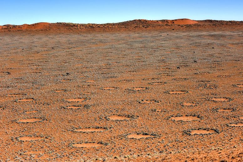 Mysterious fairy circles are increasing across the world and scientists are  baffled