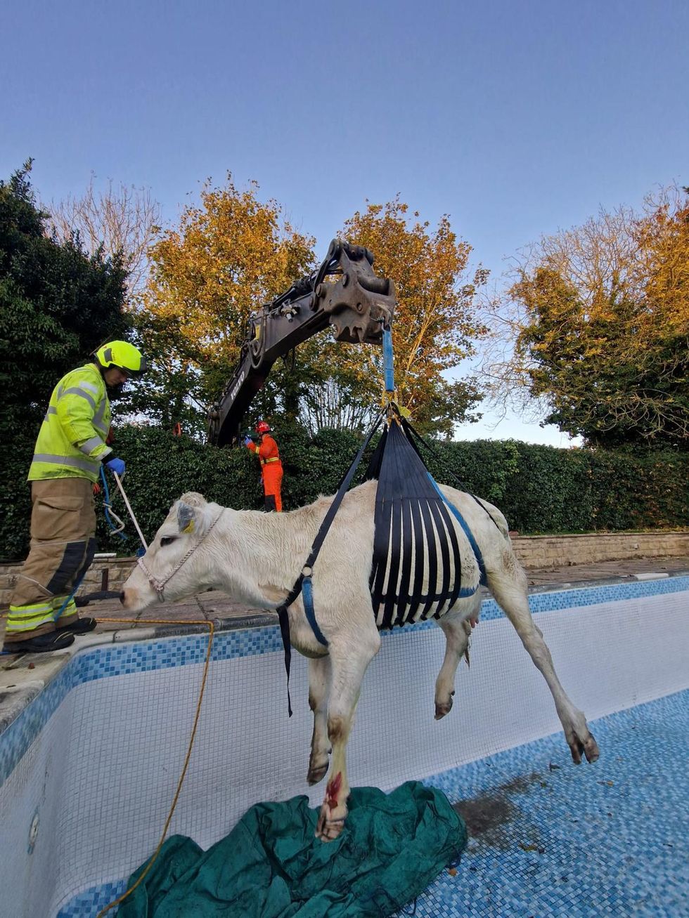 Udderly ridiculous! Firefighters rescue pregnant cow from Rutland swimming pool