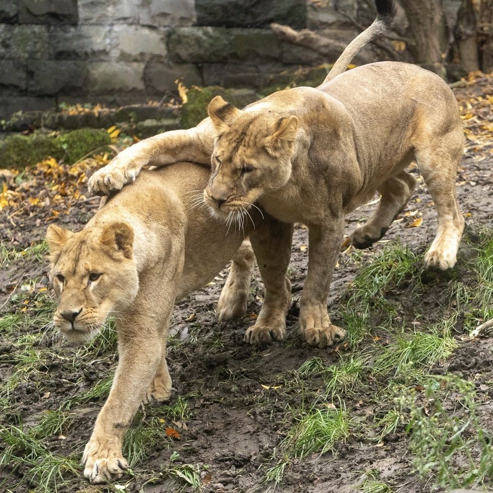 ‘Traumatised’ lions rescued from Ukraine to arrive at UK ‘forever home’