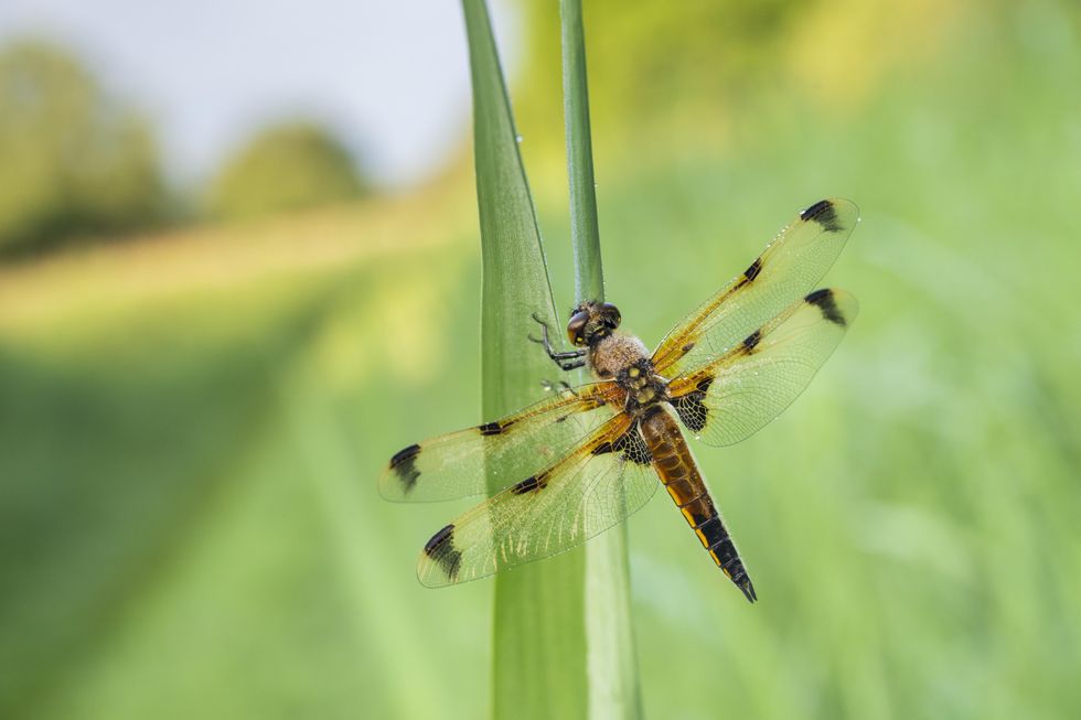 Wicken Fen declared ‘dragonfly hotspot’ as ancient insects thrive in nature site