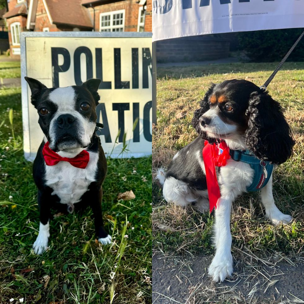 Dogs rock bows and rosettes at polling stations on election day