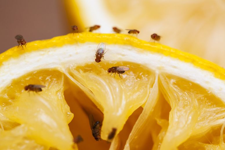 These Fruit Flies Aged Faster After Seeing Death