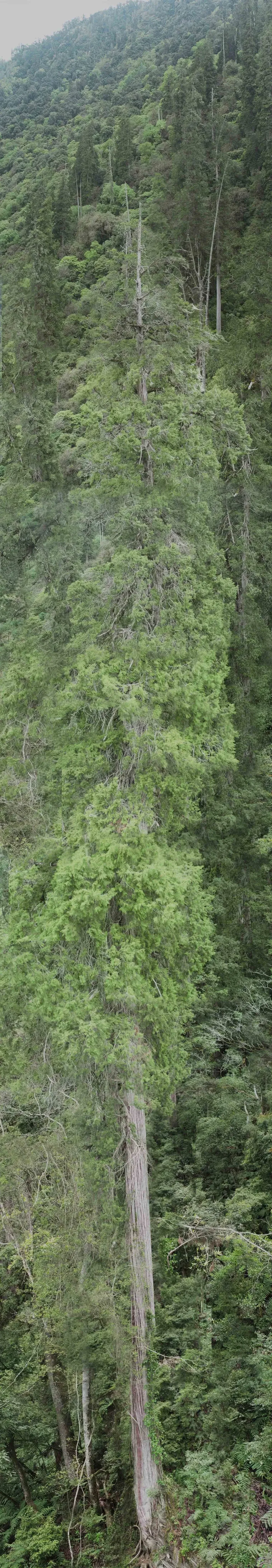 Full-length image of Asia's tallest tree in the Yarlung Tsangpo Grand Canyon in Tibet