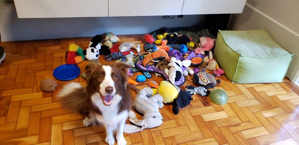 ‘Gifted’ dogs can remember names of toys for at least two years, study shows