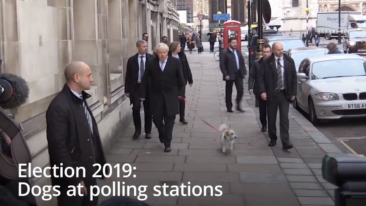 Behaviourist offers guidance for dog owners at polling stations on election day