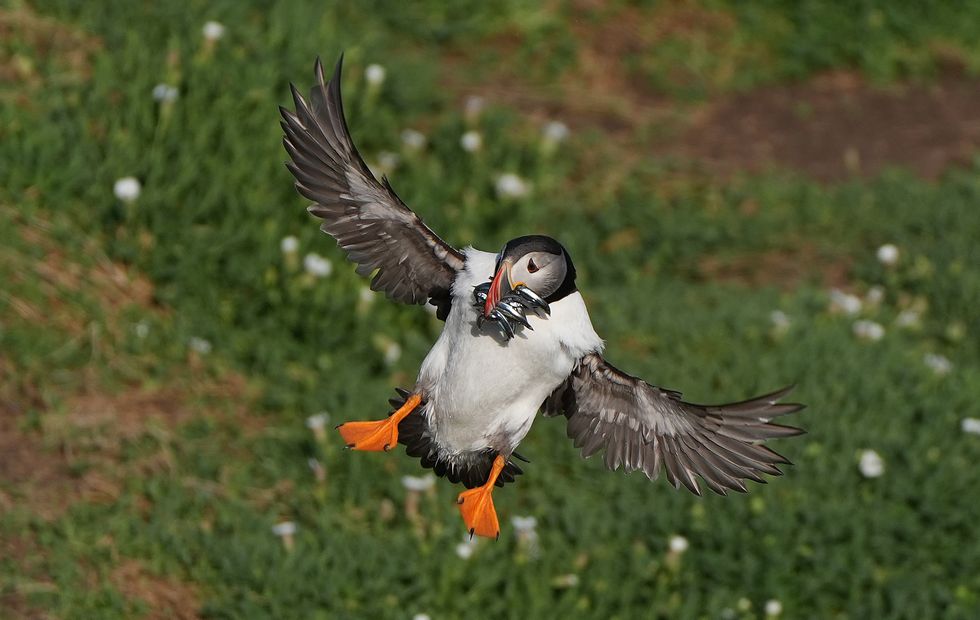 Protection area could mean brighter future for puffins on Saltee Islands