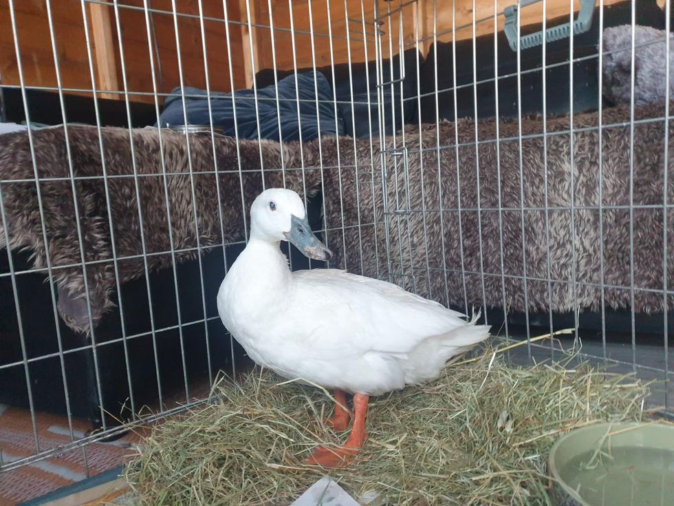 Blind duck adopted after being ‘bullied’ by other ducks