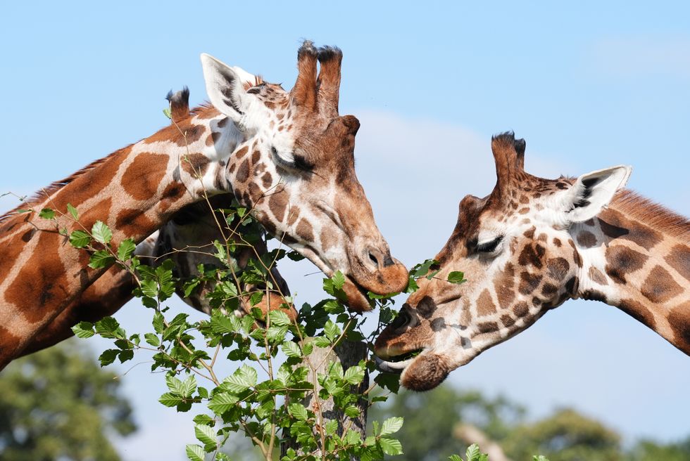 Safari park staff ‘delighted’ with progress of giraffes on training programme