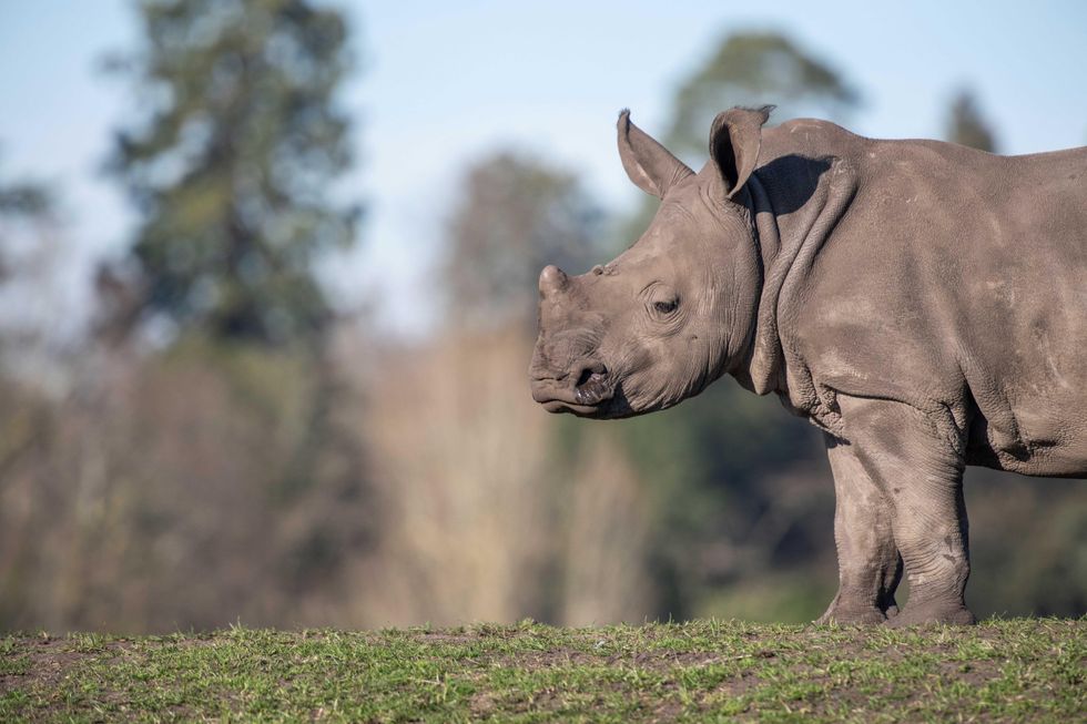 Woburn Safari Park welcomes two new rhinos and bids farewell to one