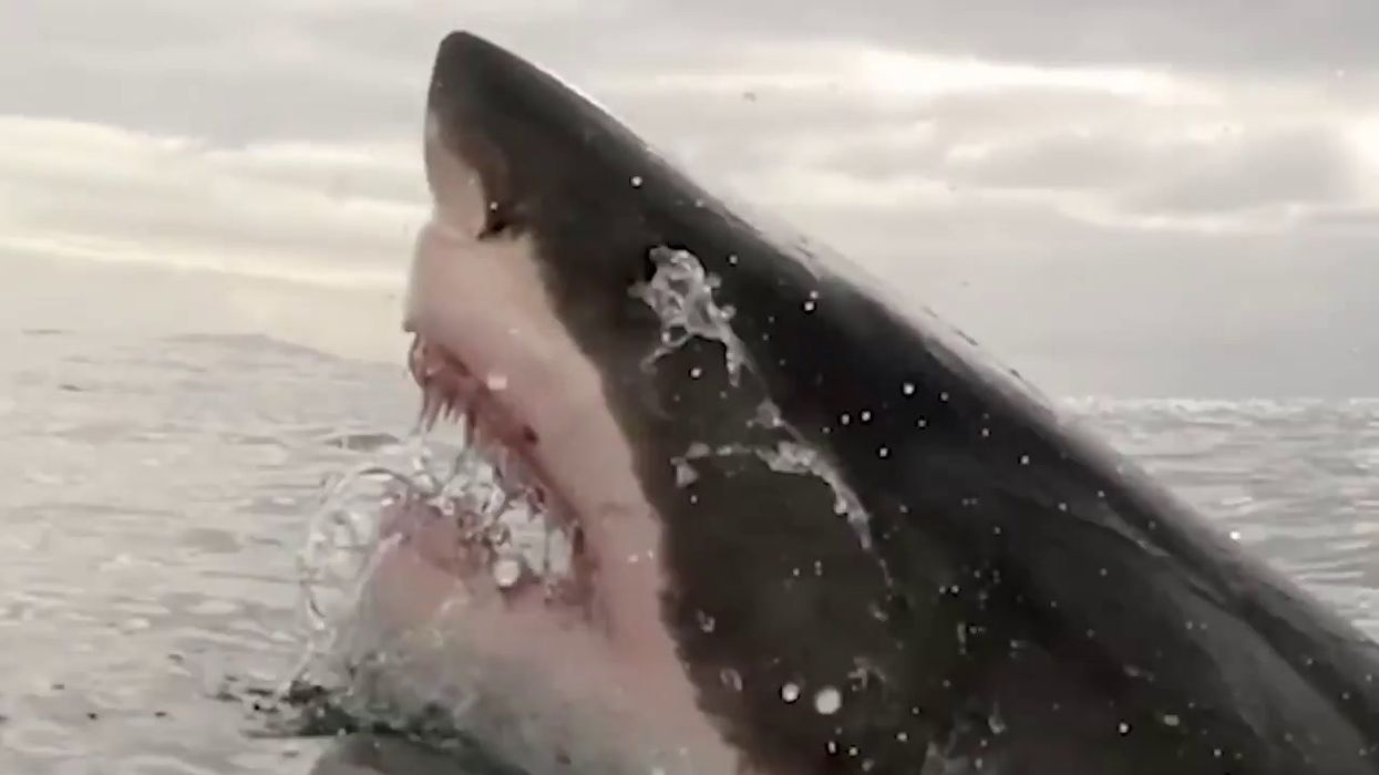 Man who was ‘eaten alive’ by great white shark recalls how it felt