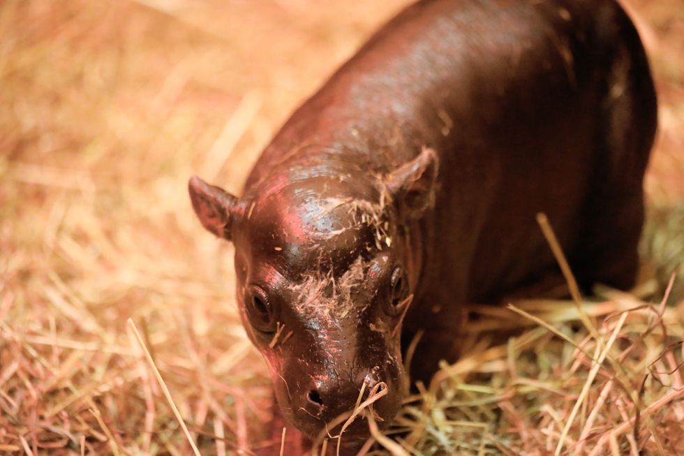 ‘Moo Deng? Who deng?’ – Edinburgh Zoo announces birth of Haggis the pygmy hippo