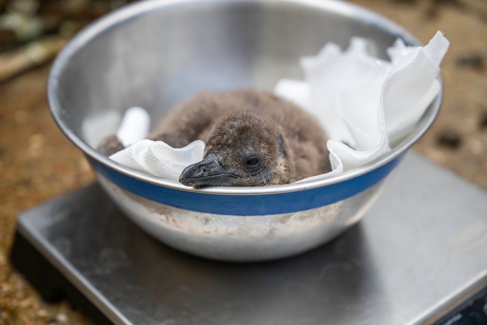 Zoo names endangered ‘mischievous’ penguin chicks after Oasis frontmen