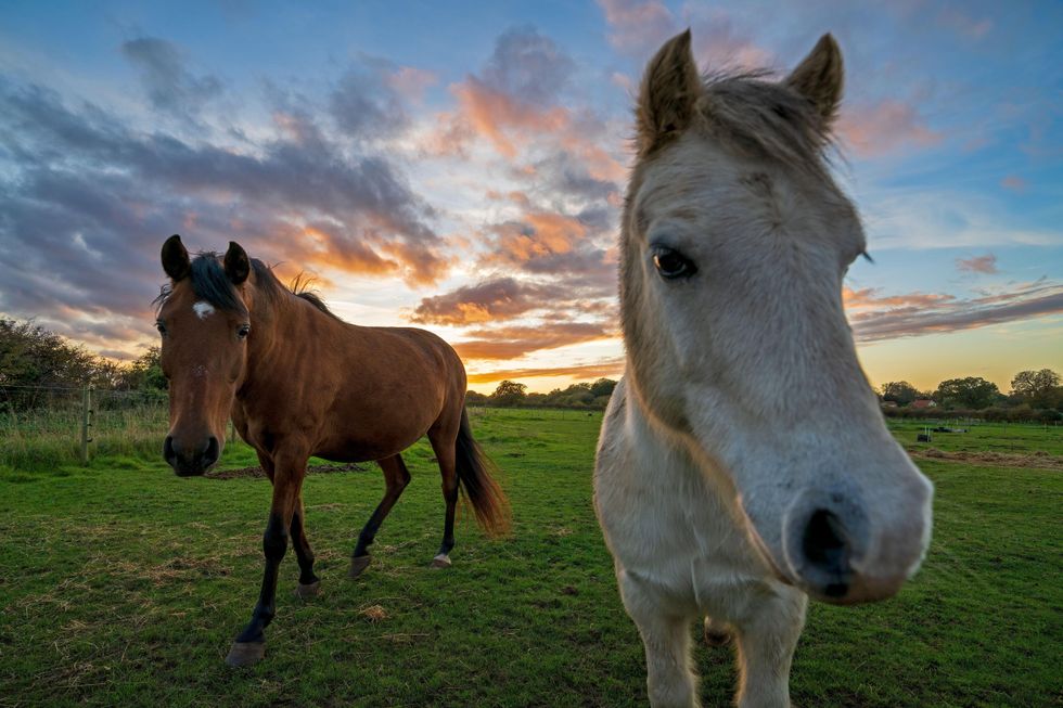 Horses are a lot smarter than previously thought, researchers believe