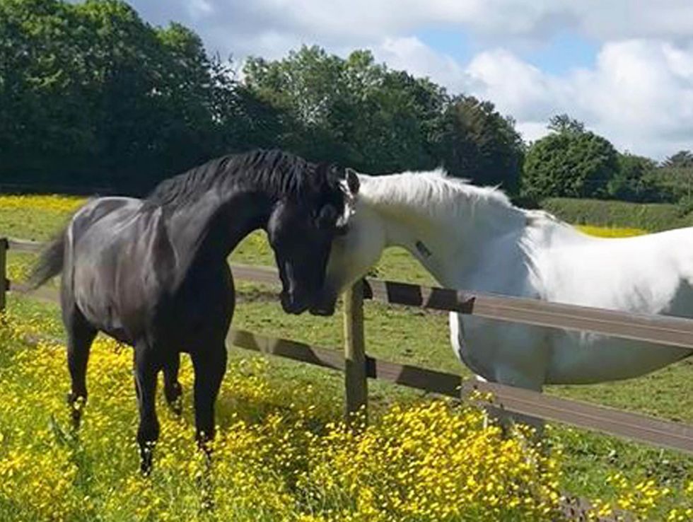 Military horses that bolted through London to take part in Trooping the Colour