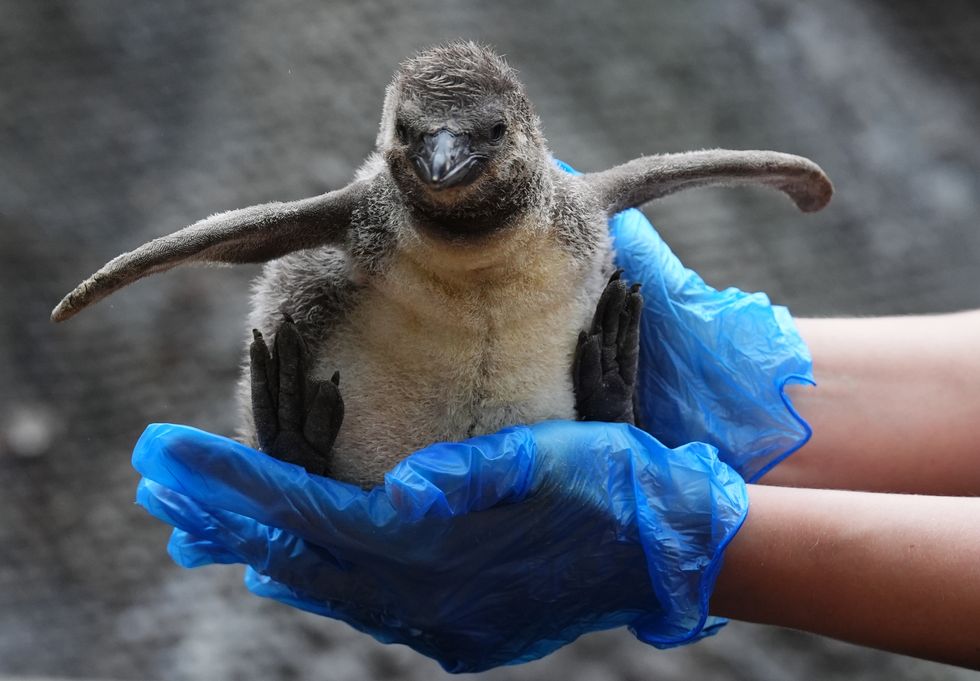 Penguin chicks ‘growing fast’ after arrival in safari park colony