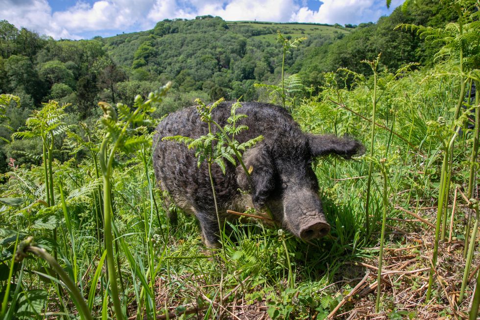 Hairy hogs and Longhorn cattle act as ‘living lawnmowers’ to help rare butterfly