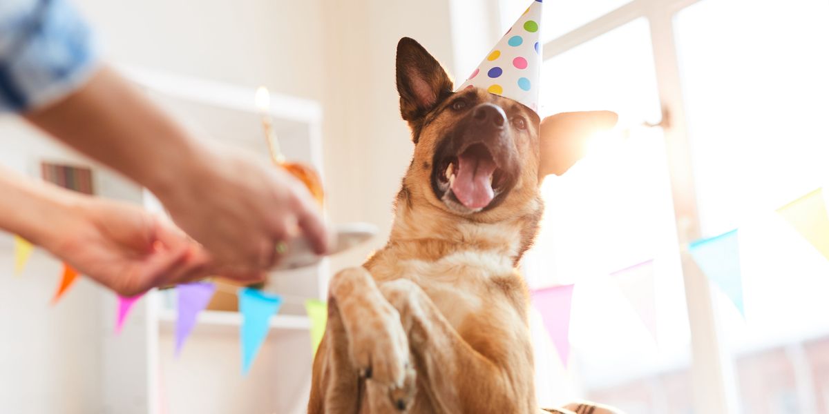 Spoil Your Dog Day: Indulgent Gifts for the Pampered Pup – SPARK PAWS