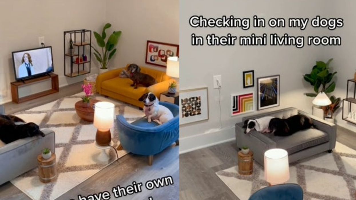 tiktok dog living room