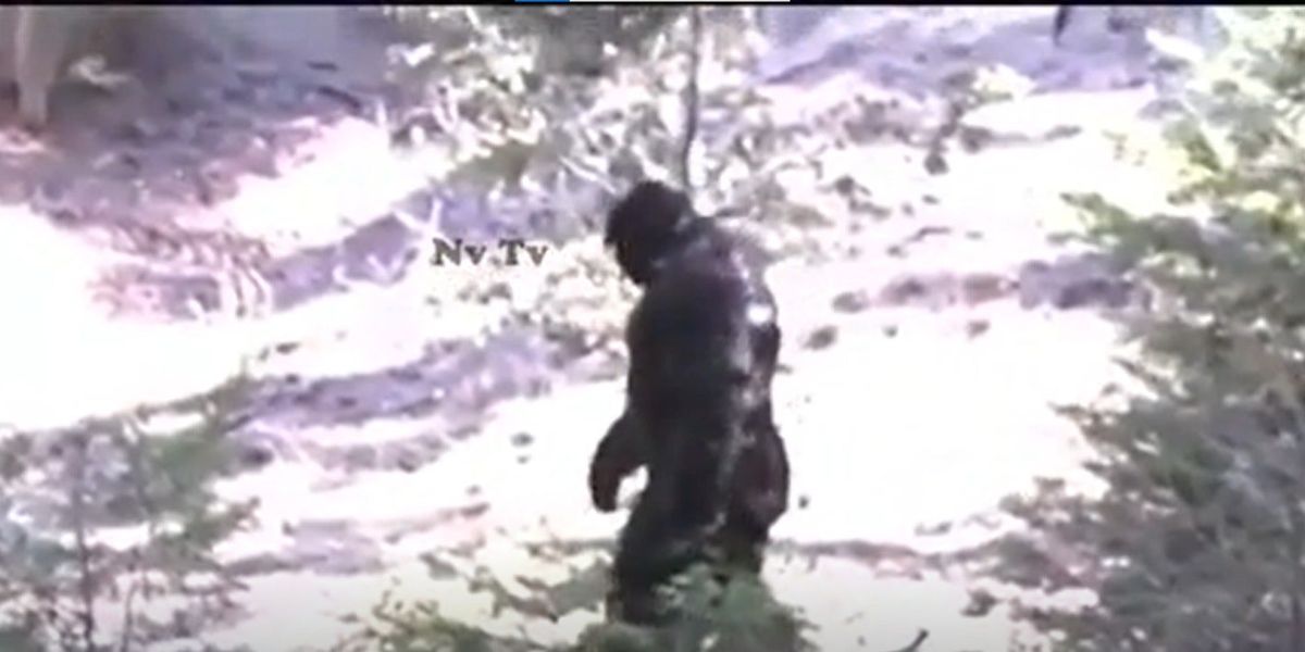 Footage Claims To Show New Sighting Of Bigfoot So What Do The Experts Think Indy100 