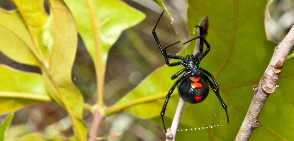 Spider-Man fans wind up in hospital after allowing a black widow to bite  them | indy100 | indy100