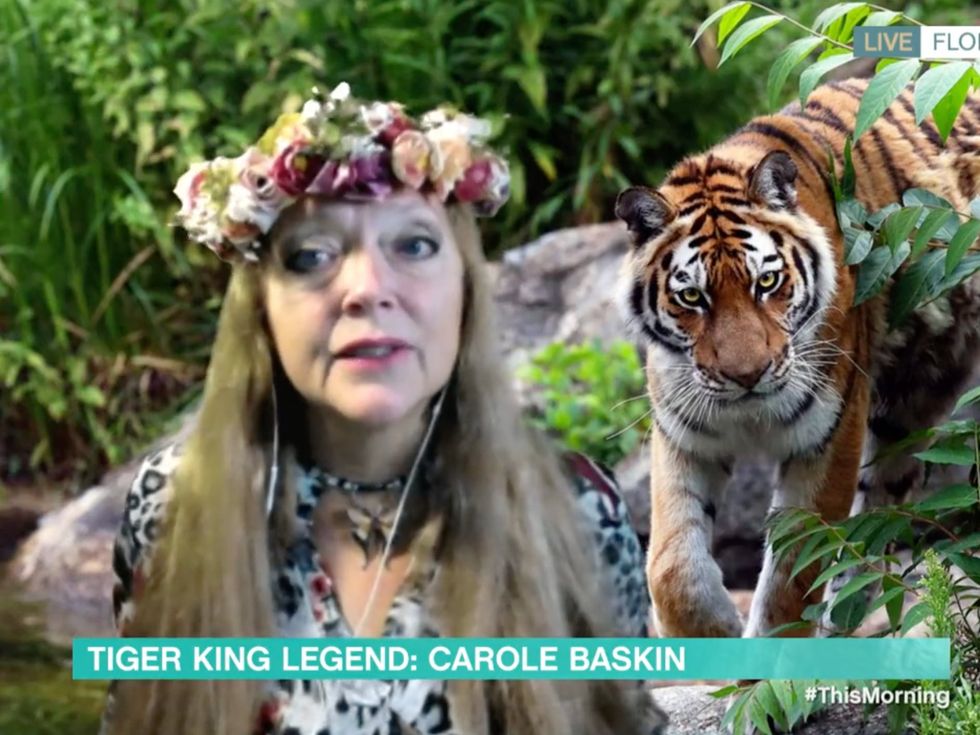 Tiger King Joe Exotic, Carole Did It, Got Sardine Oil Iron On Patches Funny  USA