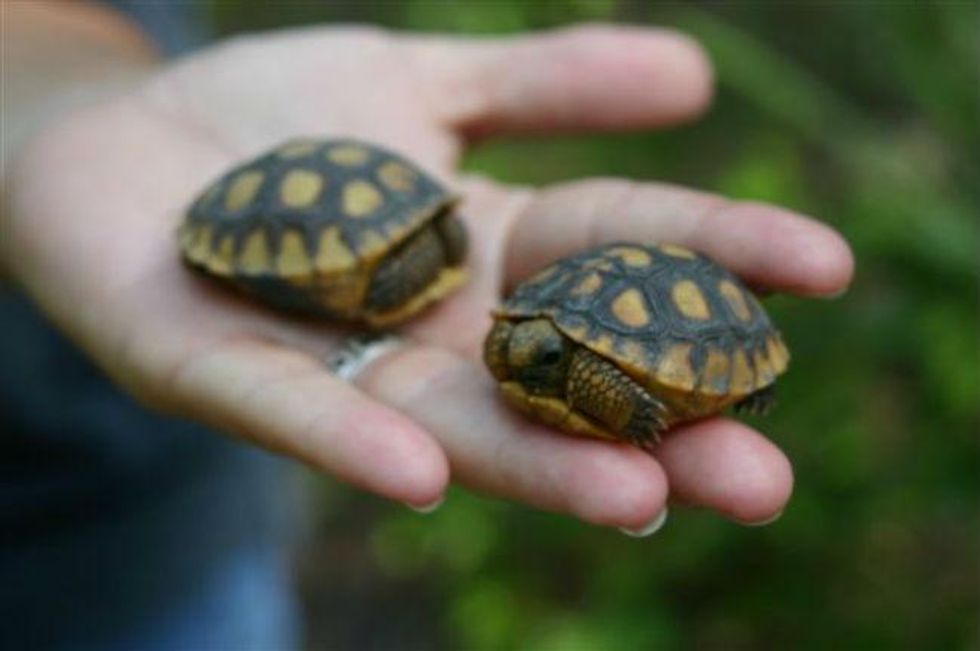 People are drowning baby tortoises because they think they're turtles ...