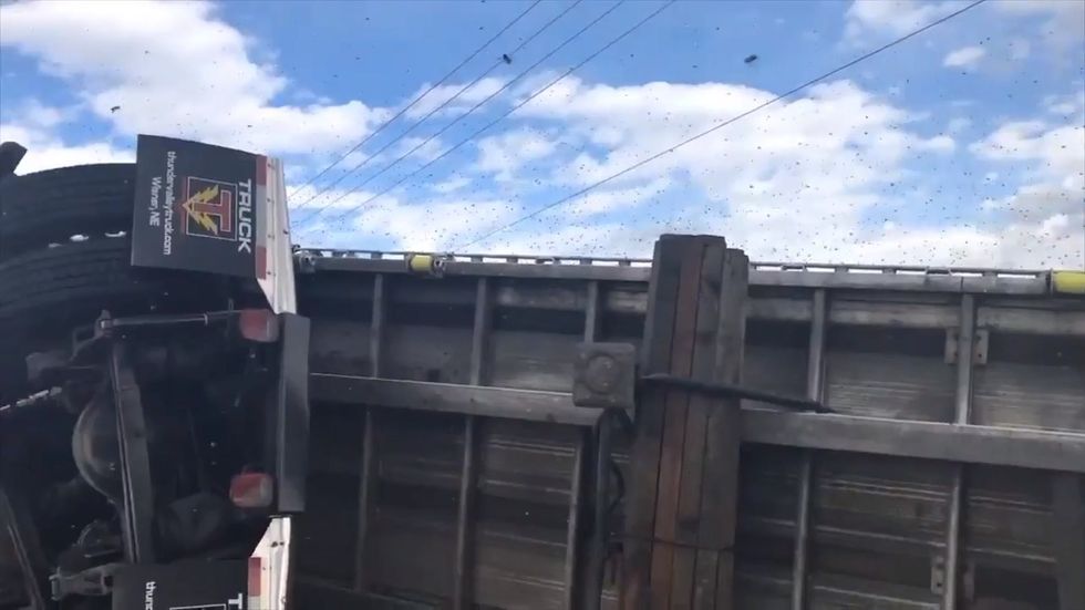 Truck carrying 130 million bees overturns in Montana