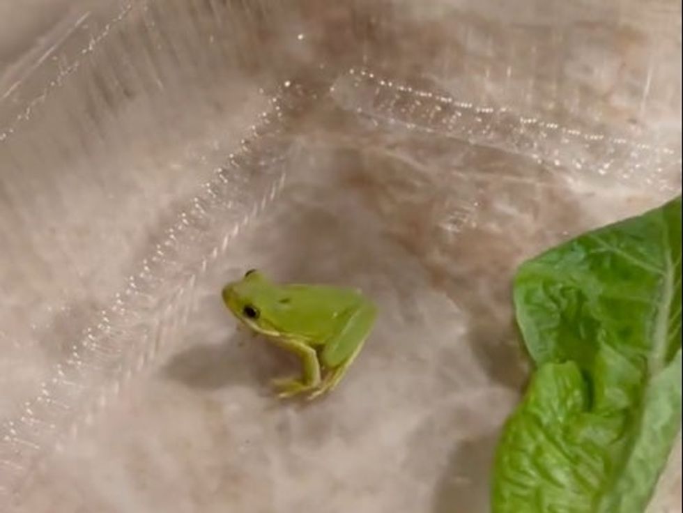 Man who found tiny baby frog in his salad box is giving him baths and  snacks