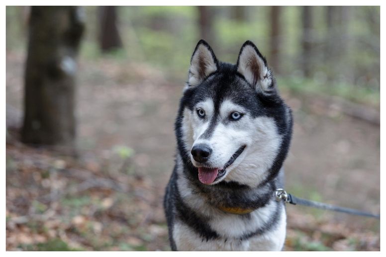 are siberian husky hunting dogs