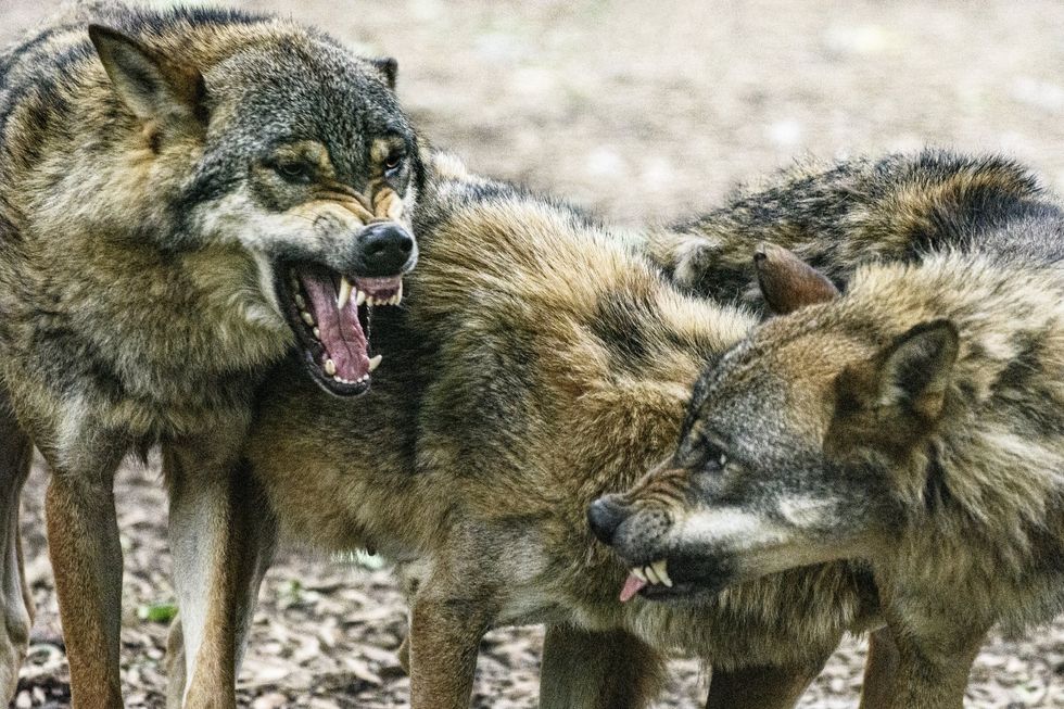 Mutated wolves in Chernobyl have developed abilities to fight cancer ...