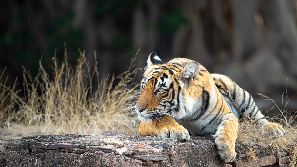 Tiger photo-book raising funds for big cat conservation launched this week