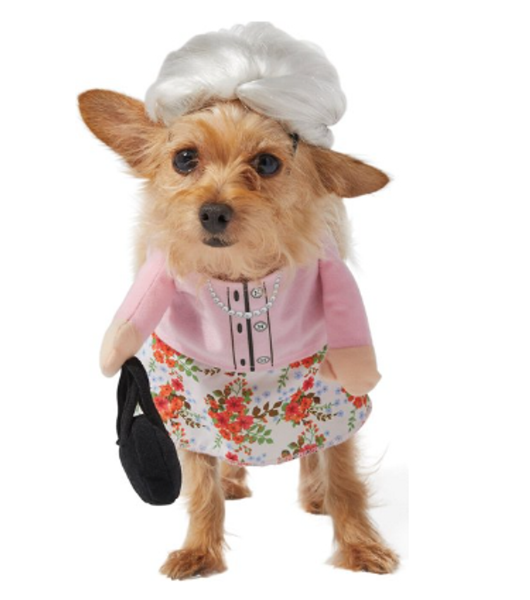 Chewy Halloween is here! Spooky pet costumes and toys to delight your furry  family