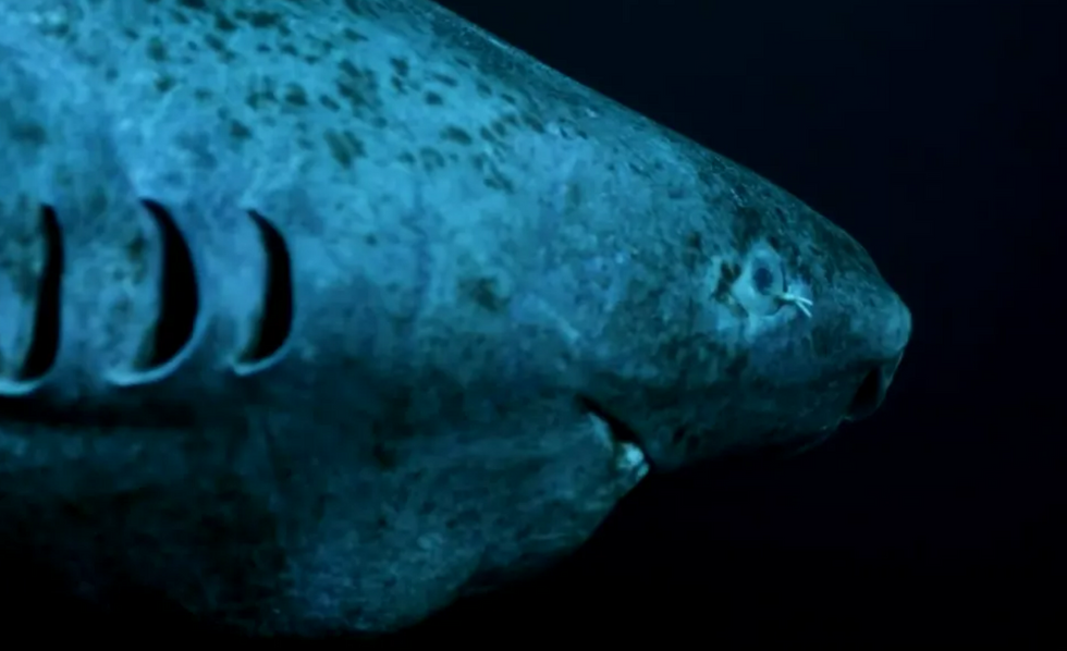 Los científicos finalmente descubrieron cómo los tiburones de Groenlandia pueden vivir hasta 500 años