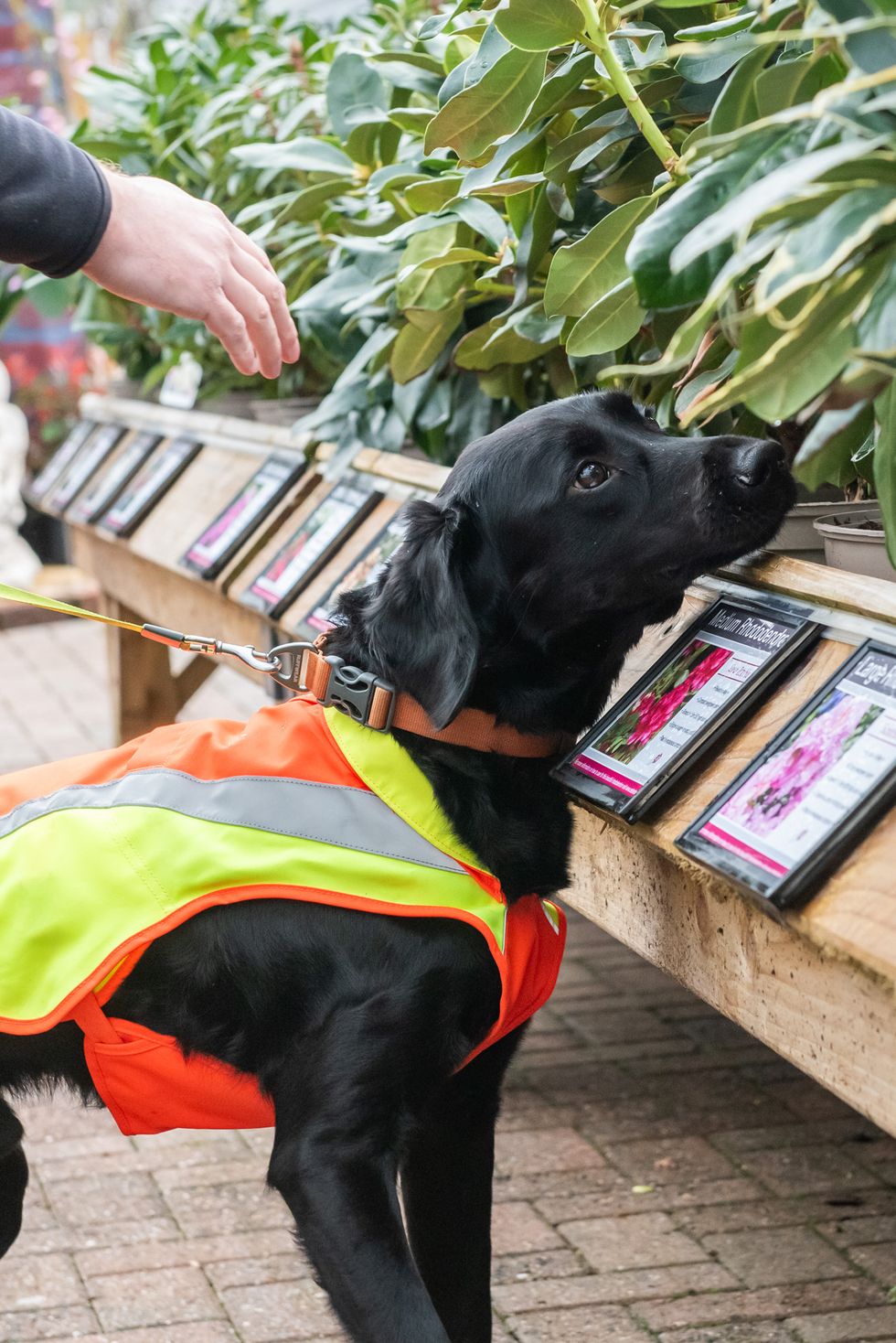 Sniffer dog trained to detect tree disease in ‘groundbreaking’ project