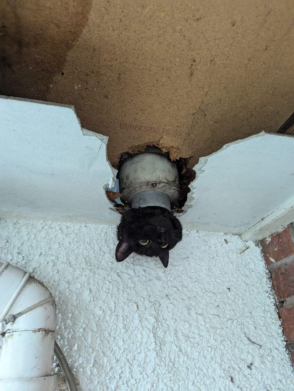 Cat wedged inside drainpipe found with head poking out of tube