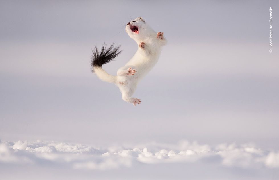 First images for Wildlife Photographer of the Year competition revealed