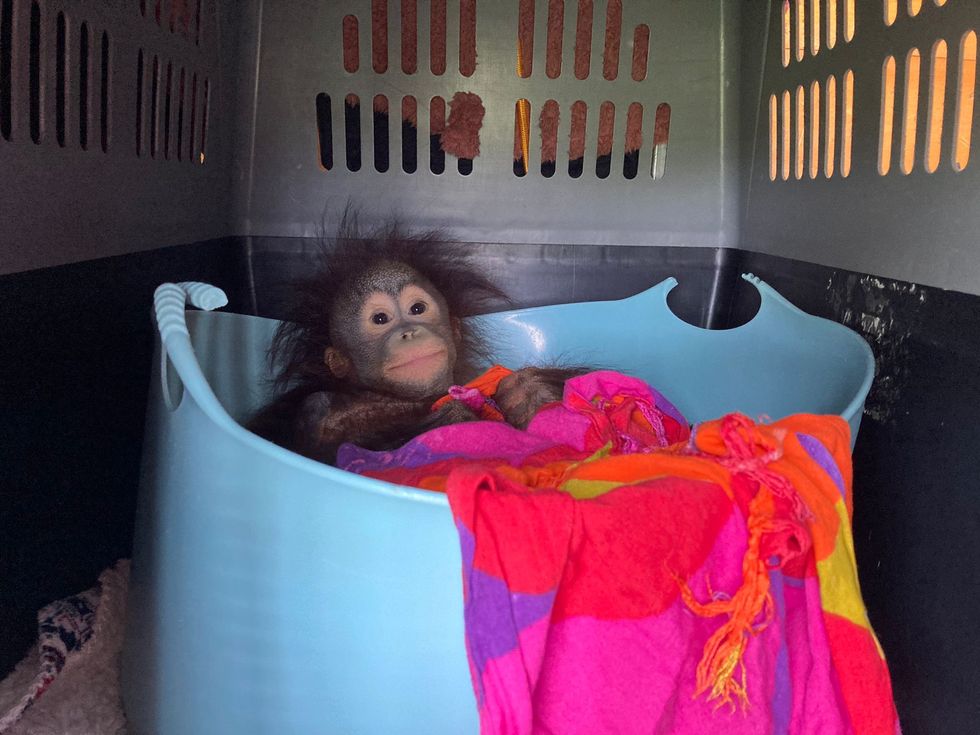 Baby orangutan travels first class to join youngsters at Dorset monkey sanctuary