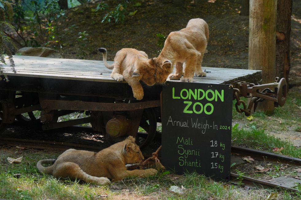 Keepers find creative ways to measure animals at zoo housing 14,000 creatures