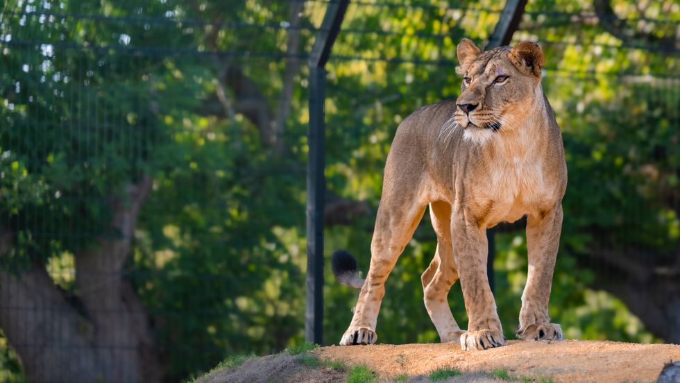 Kent animal sanctuary meets £500,000 fundraising target to rescue Ukraine lions